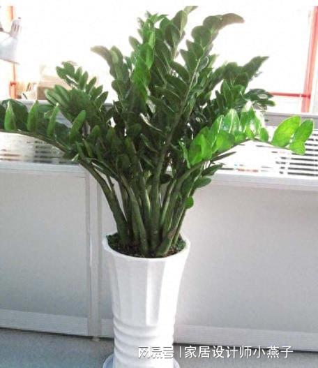 陰暗室內植物喜歡陽光嗎_陰暗室內植物喜歡曬太陽嗎_喜歡陰暗的室內植物