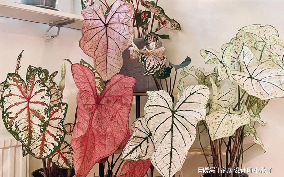 喜歡陰暗的室內植物_陰暗室內植物喜歡曬太陽嗎_陰暗室內植物喜歡陽光嗎