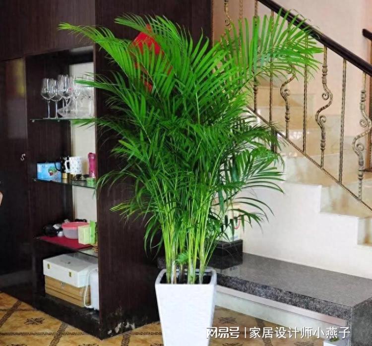 喜歡陰暗的室內植物_陰暗室內植物喜歡陽光嗎_陰暗室內植物喜歡曬太陽嗎