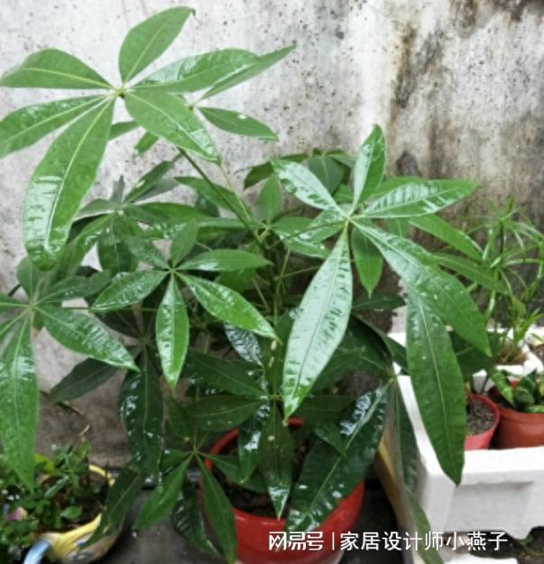 喜歡陰暗的室內植物_陰暗室內植物喜歡曬太陽嗎_陰暗室內植物喜歡陽光嗎