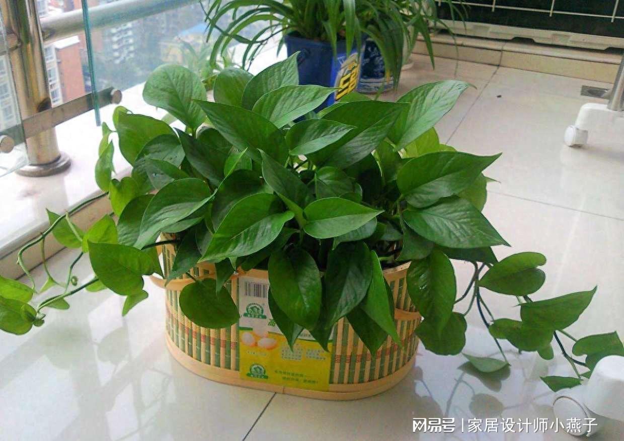 陰暗室內植物喜歡陽光嗎_喜歡陰暗的室內植物_陰暗室內植物喜歡曬太陽嗎