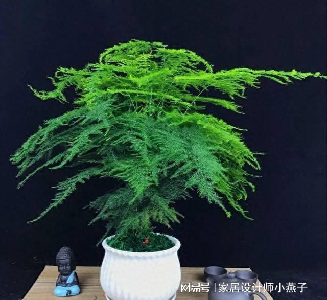 陰暗室內植物喜歡陽光嗎_陰暗室內植物喜歡曬太陽嗎_喜歡陰暗的室內植物
