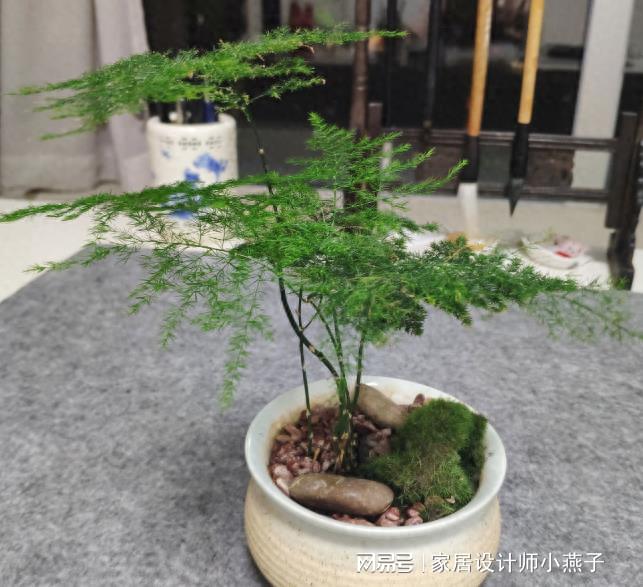 陰暗室內植物喜歡曬太陽嗎_陰暗室內植物喜歡陽光嗎_喜歡陰暗的室內植物