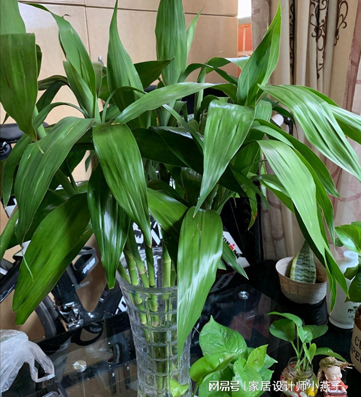 陰暗室內植物喜歡曬太陽嗎_陰暗室內植物喜歡陽光嗎_喜歡陰暗的室內植物
