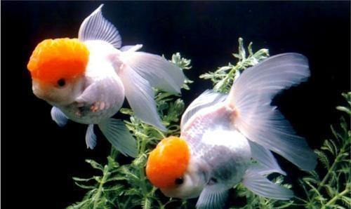 「小毳談」最有仙骨的觀賞魚！淺談鶴頂紅金