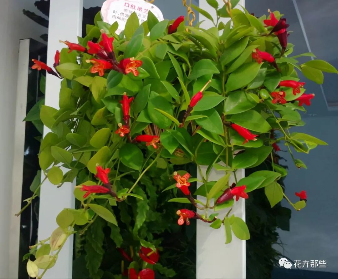 吊蘭開花才漂亮，3種吊蘭花，花朵美麗值得