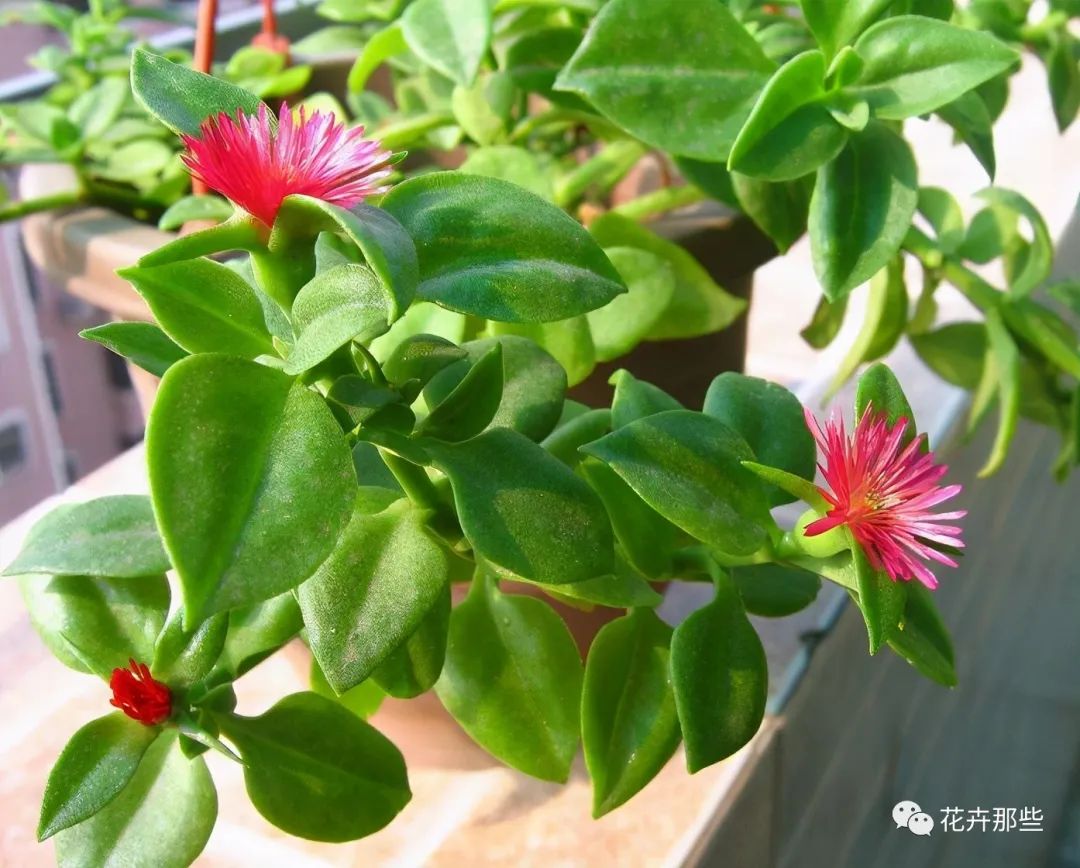 開花吊蘭圖片和名稱_吊蘭開花嗎_開花吊蘭有哪些品種圖片