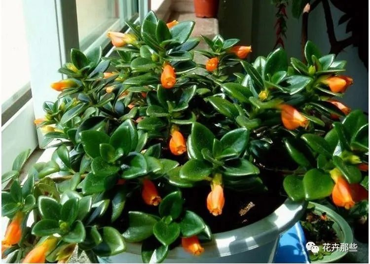 開花吊蘭圖片和名稱_開花吊蘭有哪些品種圖片_吊蘭開花嗎