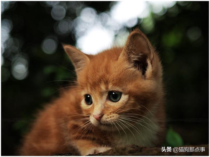 懷孕貓咪臨產前有哪些預兆？