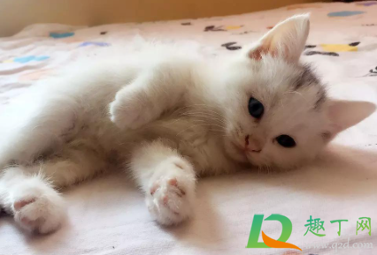 小貓斷奶怎么斷_小貓多久斷奶_小貓斷奶是幾個月