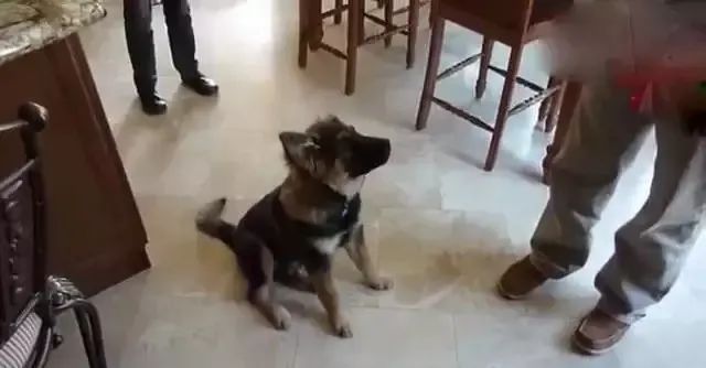 酒鬼主人給狗狗喝了一口啤酒，狗狗剛舔完就
