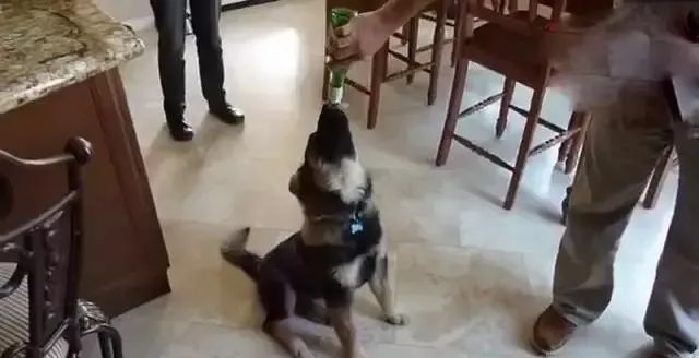 啤酒可以和狗肉一起吃嗎_狗能和啤酒嗎_狗能喝啤酒嗎