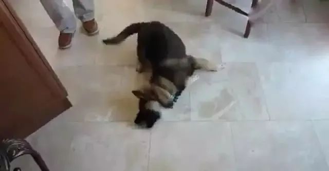 啤酒可以和狗肉一起吃嗎_狗能喝啤酒嗎_狗能和啤酒嗎
