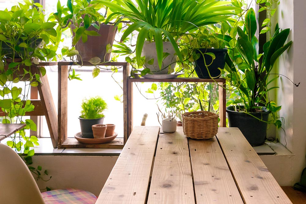 100種適合室內養的植物