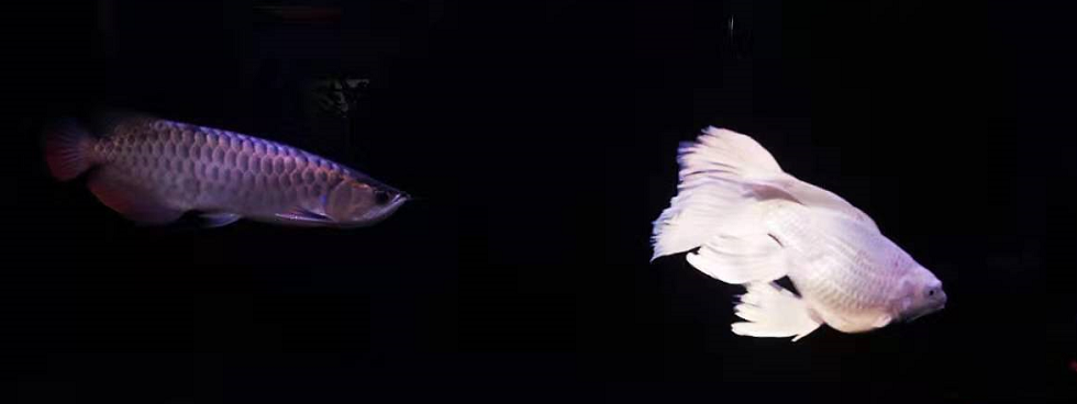 觀賞金龍魚多少錢一條_觀賞金龍魚多少錢_觀賞魚金龍