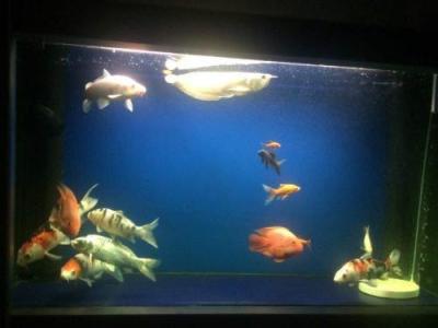 觀賞金龍魚多少錢_觀賞金龍魚多少錢一條_觀賞魚金龍