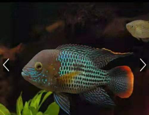 熱帶大型觀賞魚_熱帶觀賞魚大型品種圖片_熱帶觀賞魚大型食肉魚
