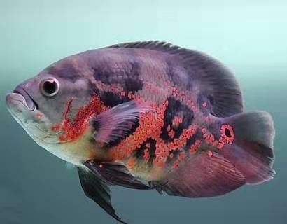 熱帶觀賞魚大型品種圖片_熱帶觀賞魚大型食肉魚_熱帶大型觀賞魚