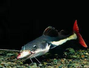 熱帶大型觀賞魚_熱帶觀賞魚大型品種圖片_熱帶觀賞魚大型食肉魚
