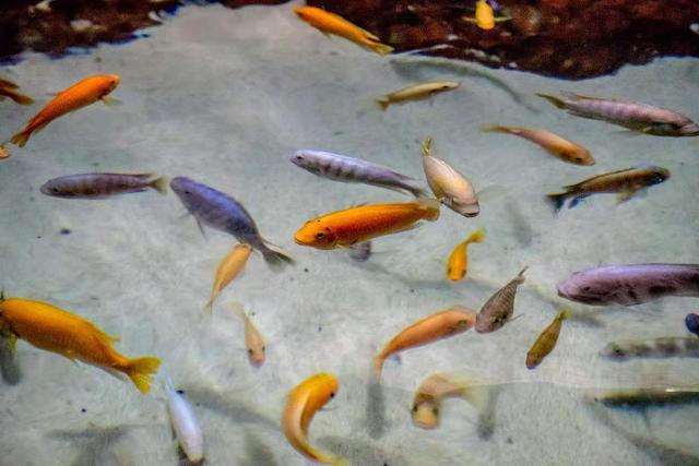熱帶觀賞魚大型品種圖片_熱帶觀賞魚大型食肉魚_熱帶大型觀賞魚
