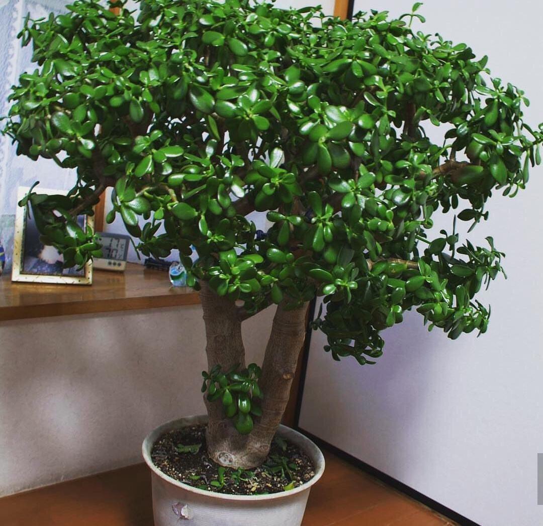 屋里養(yǎng)綠植_適合房間養(yǎng)的綠植有哪些_適合房間種的綠植