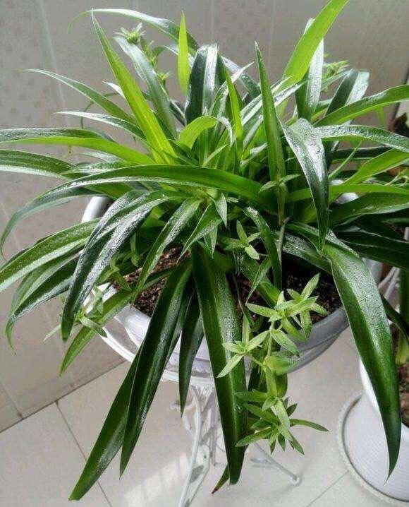 適合房間種的綠植_屋里養(yǎng)綠植_適合房間養(yǎng)的綠植有哪些