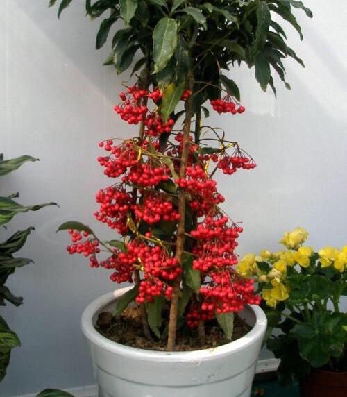 適合房間養(yǎng)的綠植有哪些_適合房間種的綠植_屋里養(yǎng)綠植