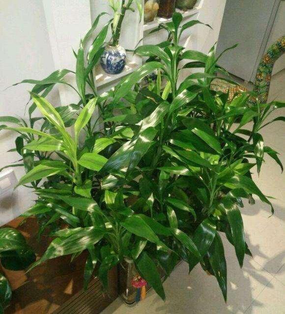屋里養(yǎng)綠植_適合房間種的綠植_適合房間養(yǎng)的綠植有哪些