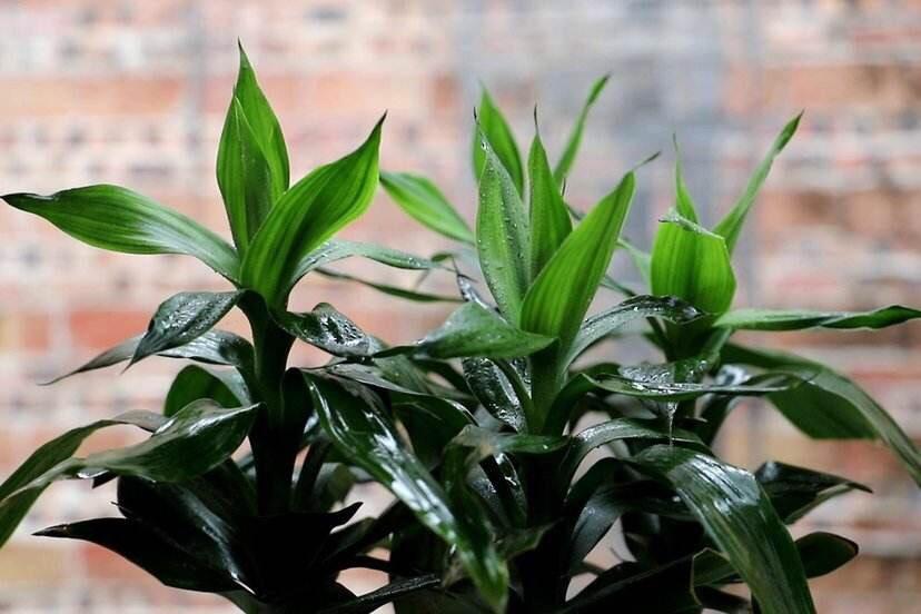 適合房間養(yǎng)的綠植有哪些_適合房間種的綠植_屋里養(yǎng)綠植