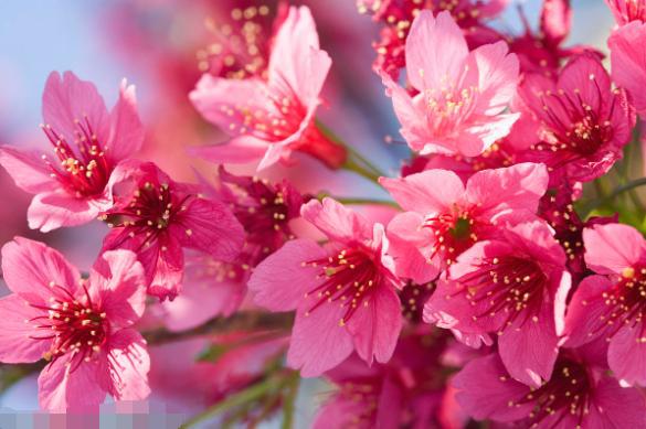 適合秋天冬天養(yǎng)的花，不怕低溫還非常好看，買回家養(yǎng)了就爆盆