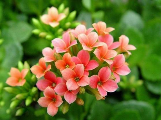 冬天能養活的花_冬天適合養的花_冬養適合花天然盆栽嗎