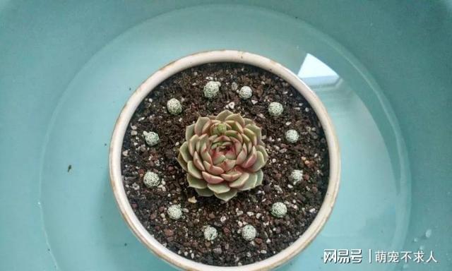 新入坑的花友用浸盆法養多肉，解決了不少陽臺黨的煩惱，真睿智