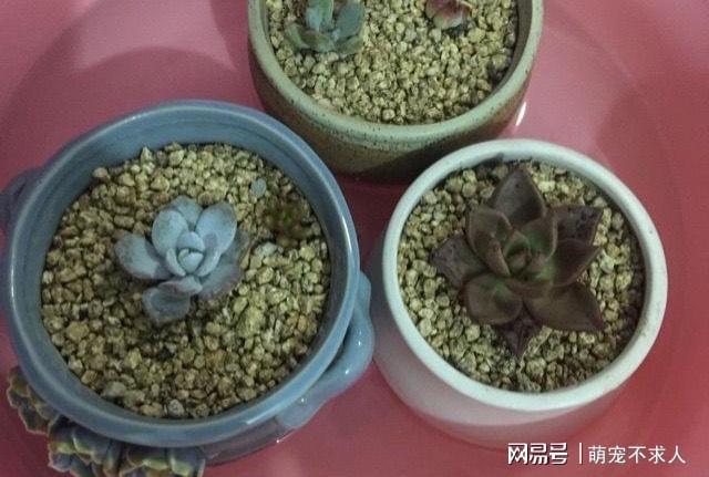 冬天多肉澆水_冬季多肉澆水要澆透嗎_冬天多肉水澆多了怎么補救