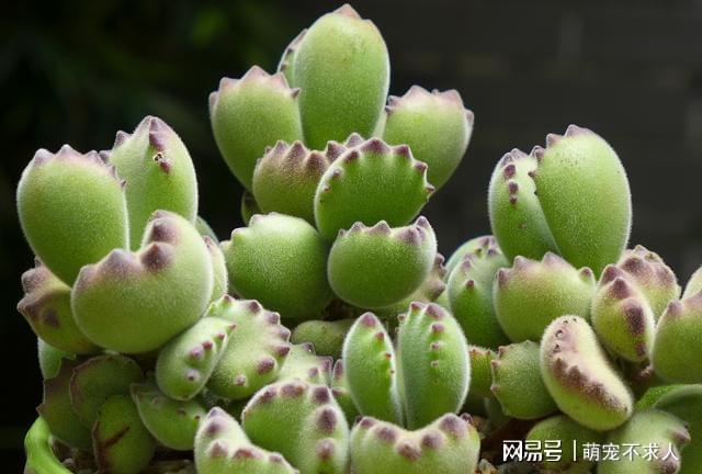 冬天多肉水澆多了怎么補救_冬天多肉澆水_冬季多肉澆水要澆透嗎