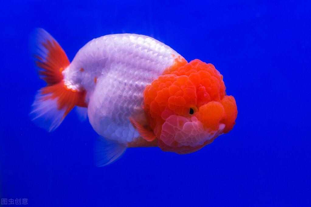 天津觀賞魚漁場_天津市觀賞魚批發電話_天津觀賞魚市
