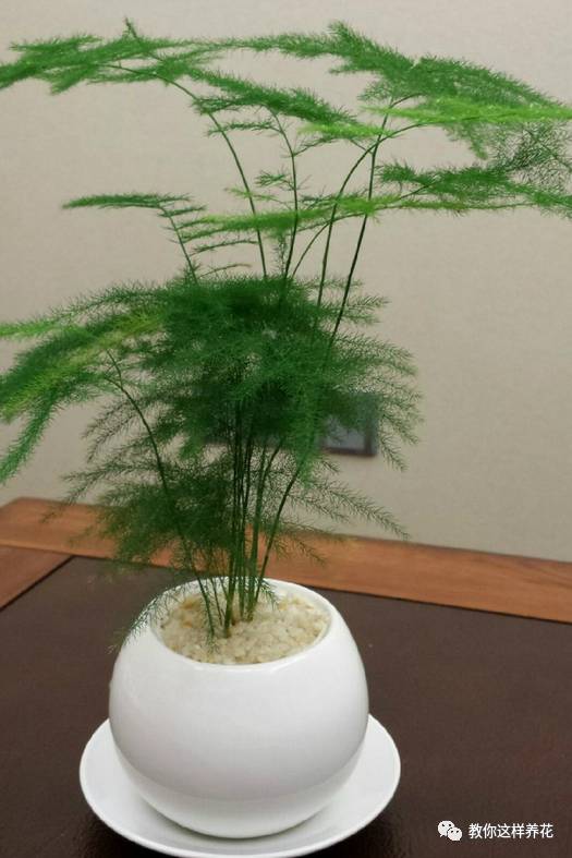 適合辦公室養的32種花_辦公室適合養花嗎_辦公室養花風水