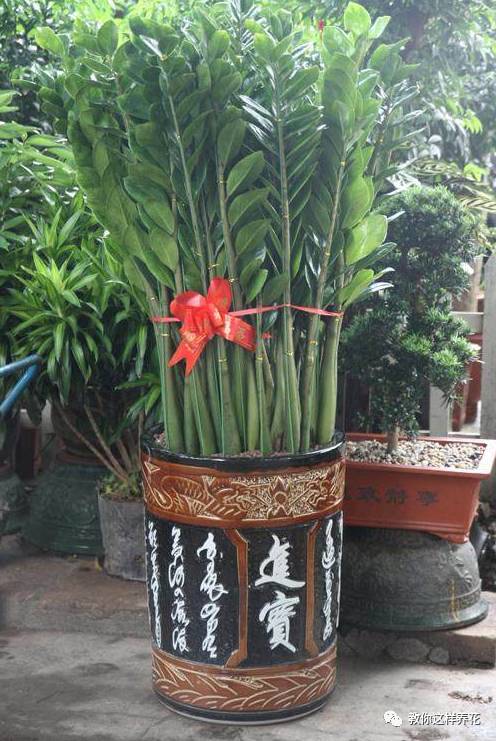 辦公室適合養花嗎_適合辦公室養的32種花_辦公室養花風水