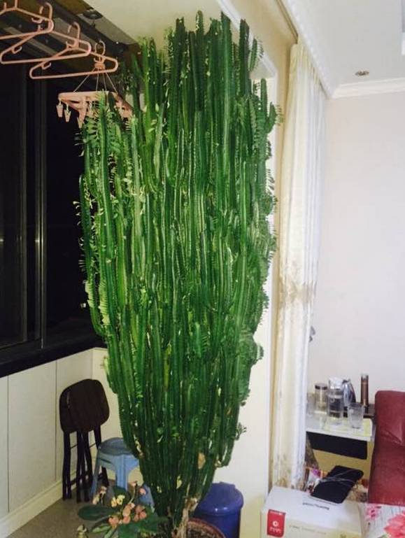適合辦公室養的32種花_辦公室適合養花嗎_辦公室養花風水