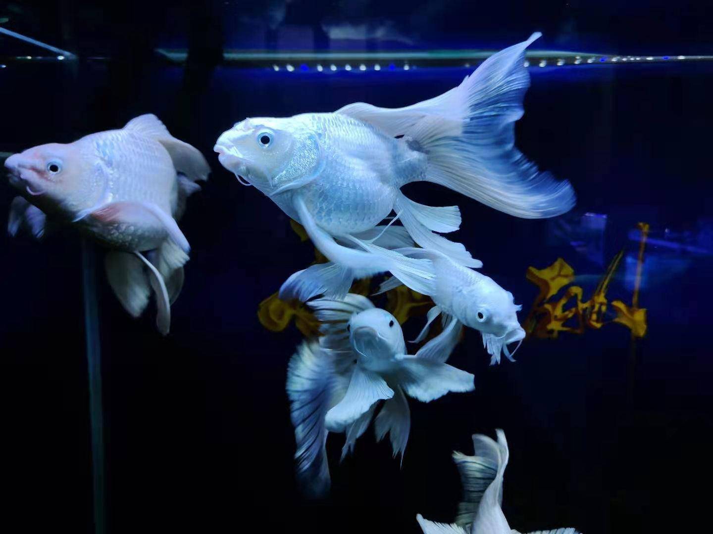 這篇文章看懂了，觀賞魚(yú)的體表、外傷問(wèn)題，基本可以解決了