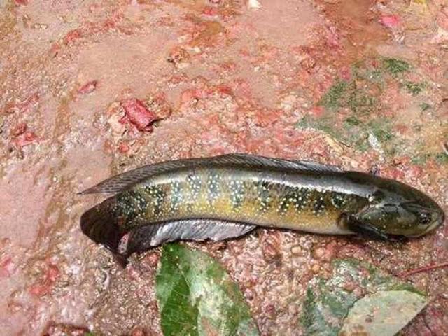廣西七星魚的介紹與垂釣技巧，魚身布滿星星斑點(diǎn)
