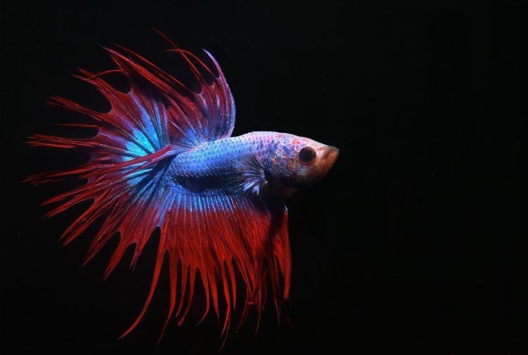 觀賞常見品種魚大全_常見觀賞魚品種_觀賞常見品種魚圖片