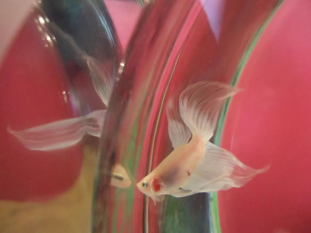 常見觀賞魚品種_觀賞常見品種魚大全_觀賞常見品種魚圖片