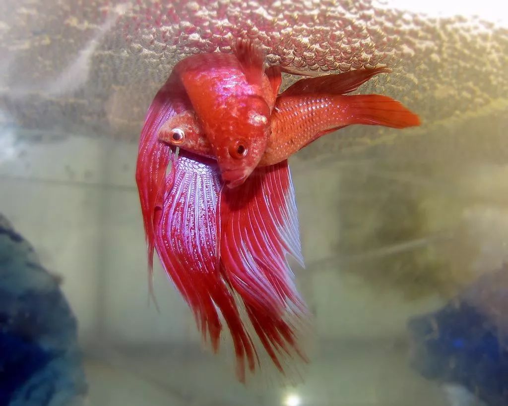 常見觀賞魚品種_觀賞常見品種魚圖片_觀賞常見品種魚大全