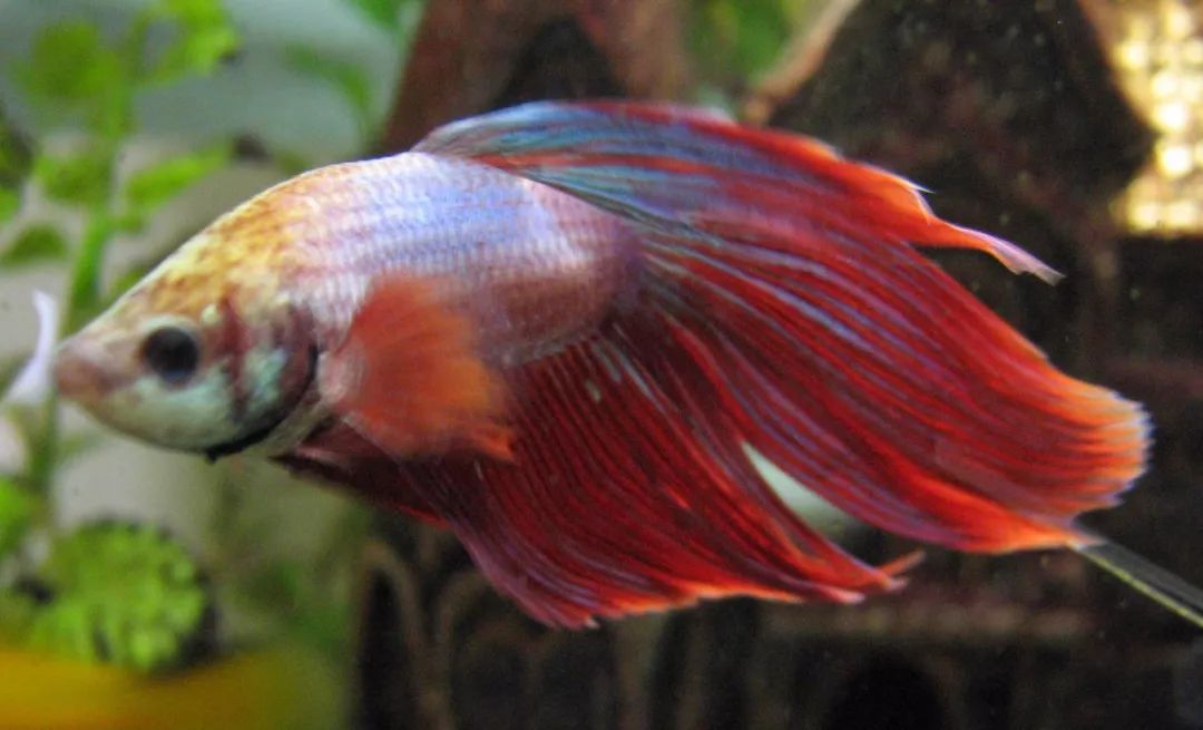 觀賞常見品種魚大全_觀賞常見品種魚圖片_常見觀賞魚品種