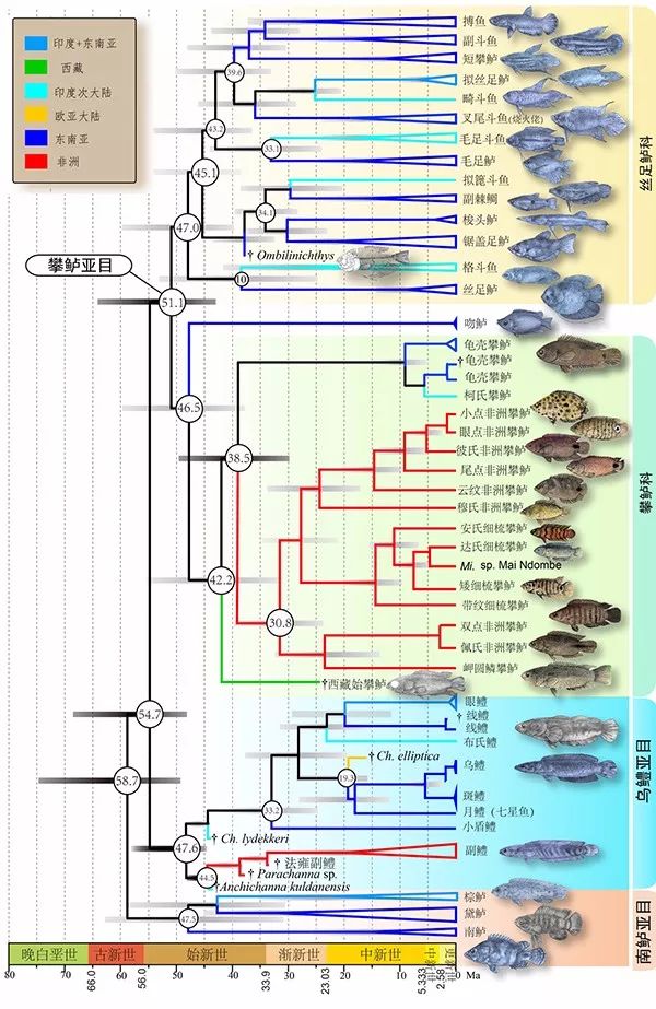 觀賞常見品種魚圖片_觀賞常見品種魚大全_常見觀賞魚品種