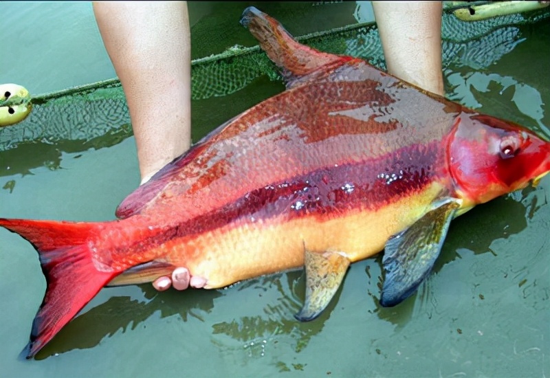 一帆風順觀賞魚 十種受到國家一級和二級保護的魚類