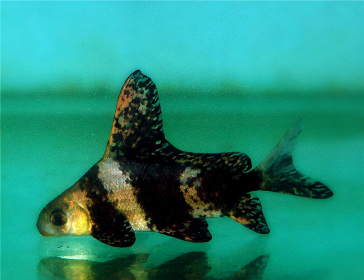 觀賞魚一帆風順適合的溫度_一帆風順觀賞魚_觀賞魚一帆風順圖片