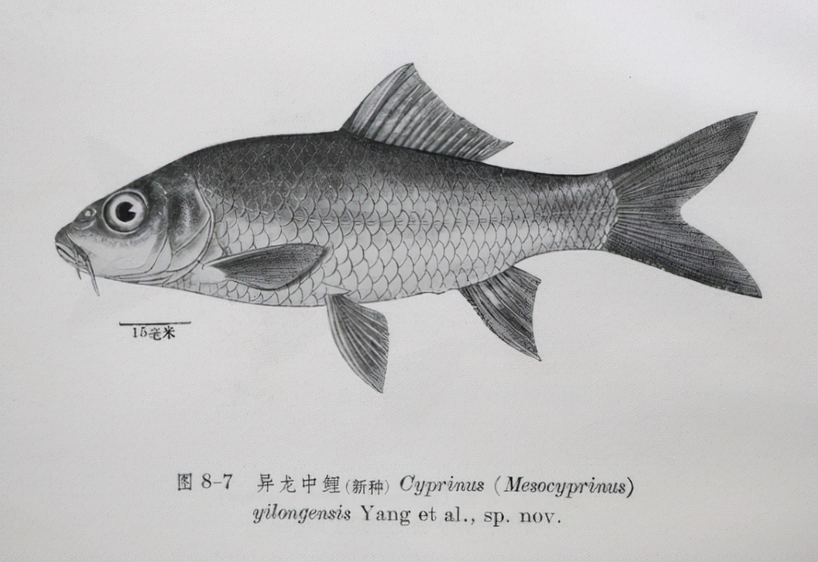 觀賞魚一帆風順圖片_一帆風順觀賞魚_觀賞魚一帆風順適合的溫度