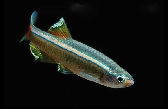 一帆風順觀賞魚_觀賞魚一帆風順圖片_觀賞魚一帆風順適合的溫度