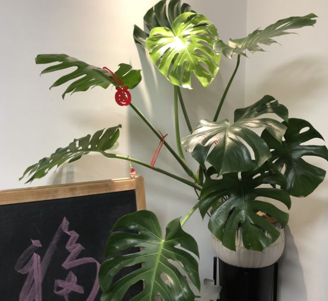 適合室內(nèi)盆栽花卉盆景_適合室內(nèi)盆栽花卉_大盆適合養(yǎng)什么室內(nèi)花